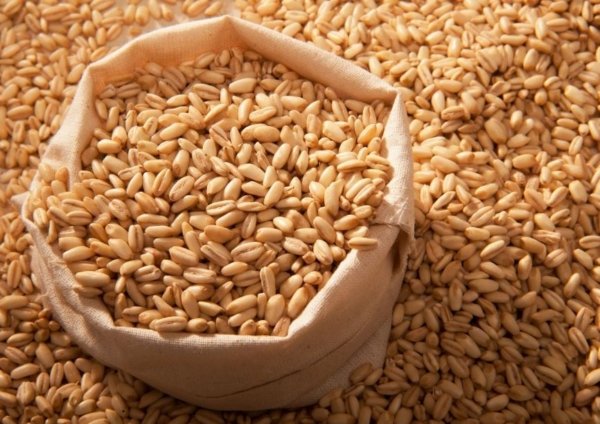 Barley Exporter - Maubis Trading B.V.