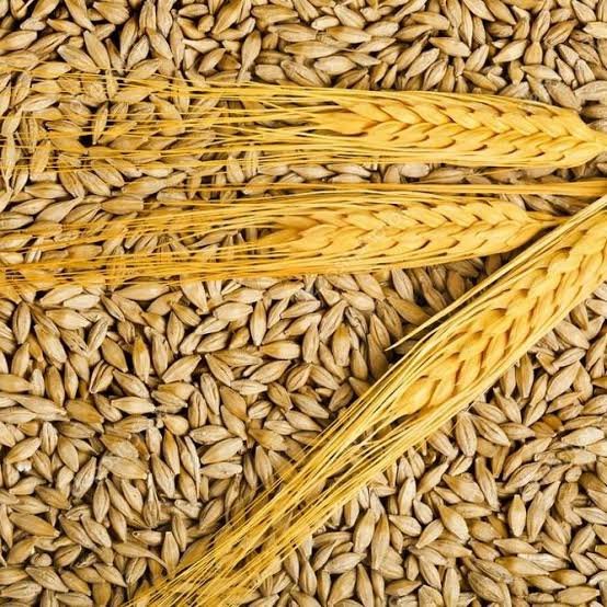 Barley Wholesale