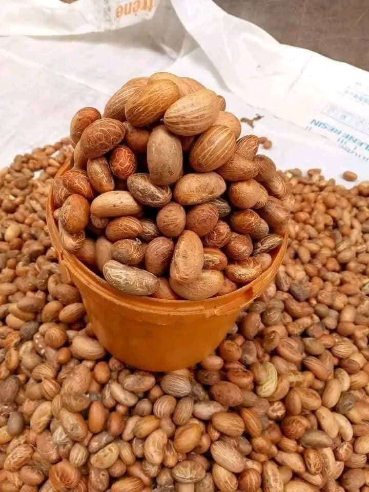 Bulk Bitter Kola (Garcinia Kola) Wholesale Supplier