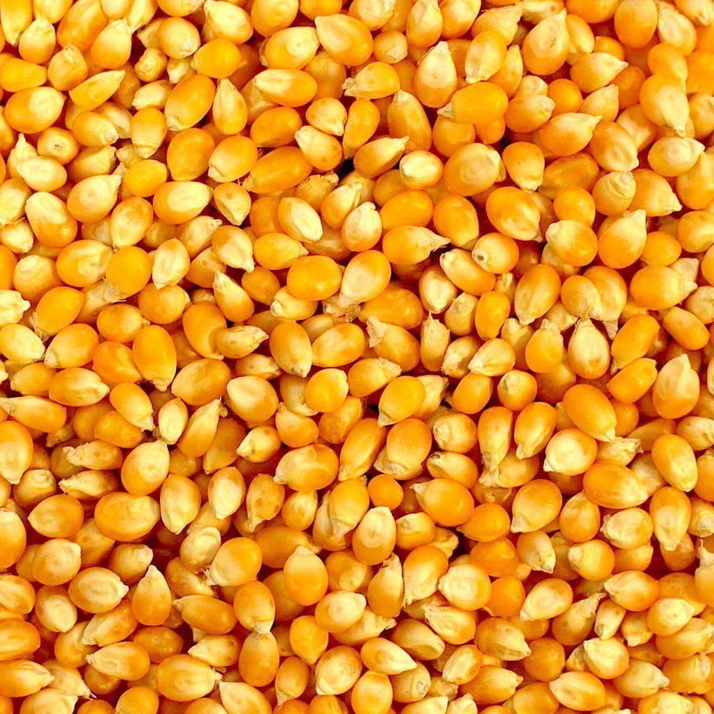 Bulk Corn Wholesale