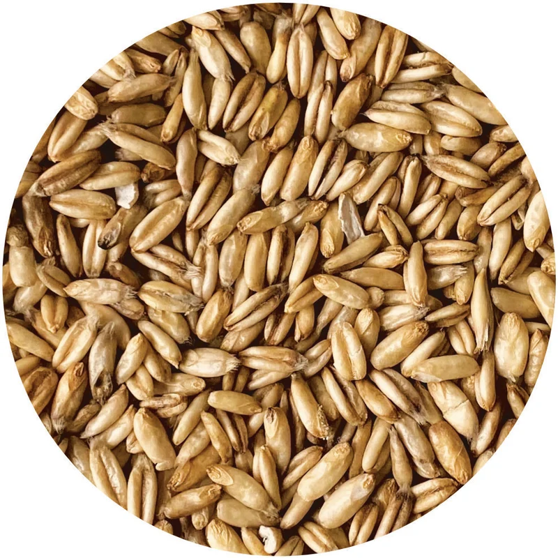 Bulk Oats Grains Wholesale