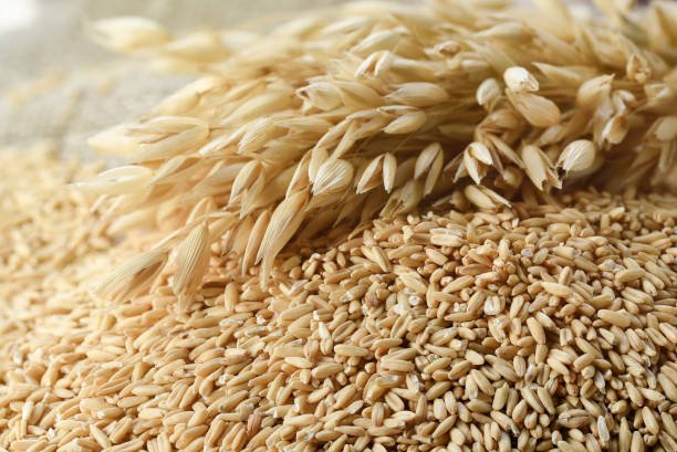 Oats Grains Supplier