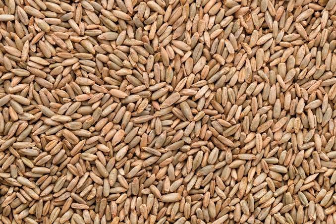 Organic Rye Grains in Bulk