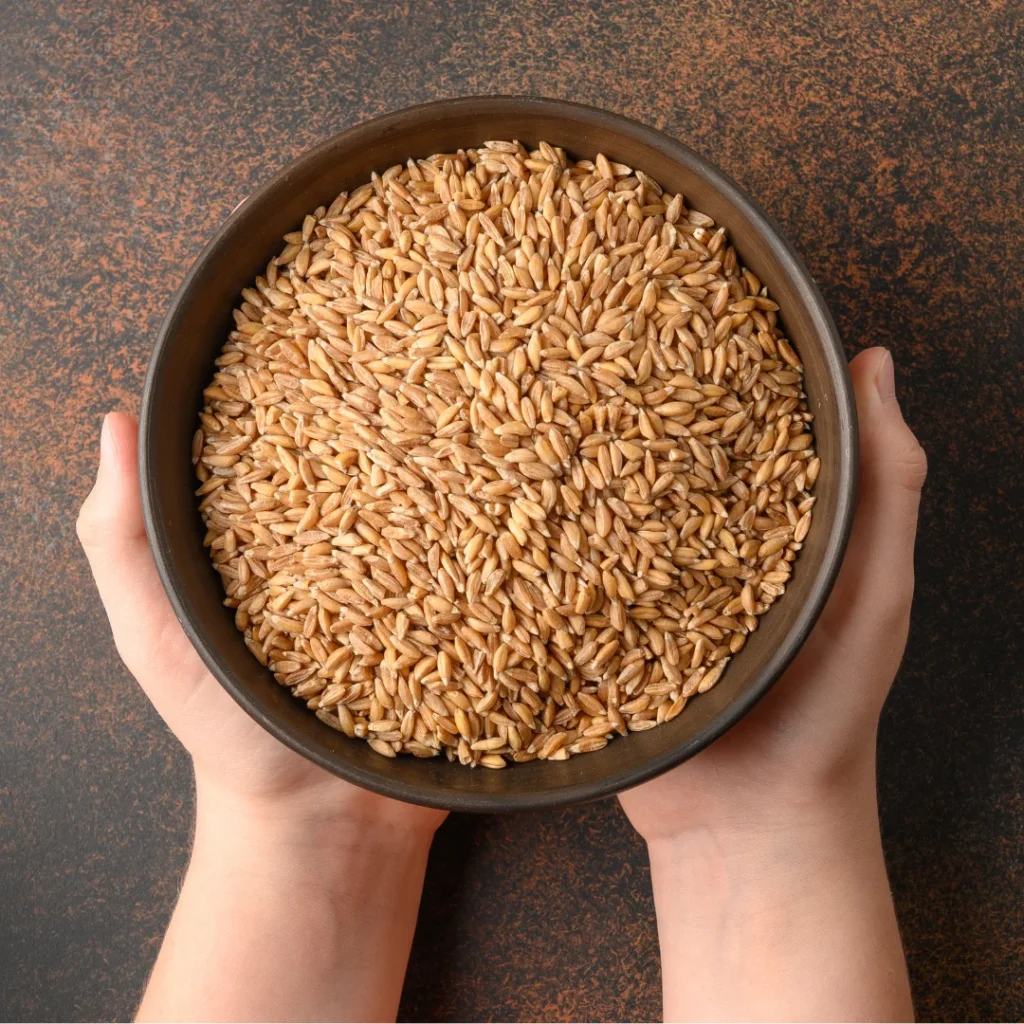 Organic Wheat Grain Bulk