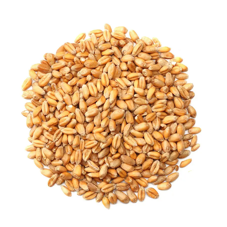 Wheat Grain Supplier - Maubis Trading