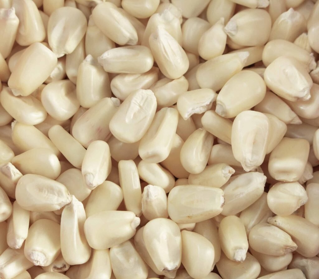 mexican white corn