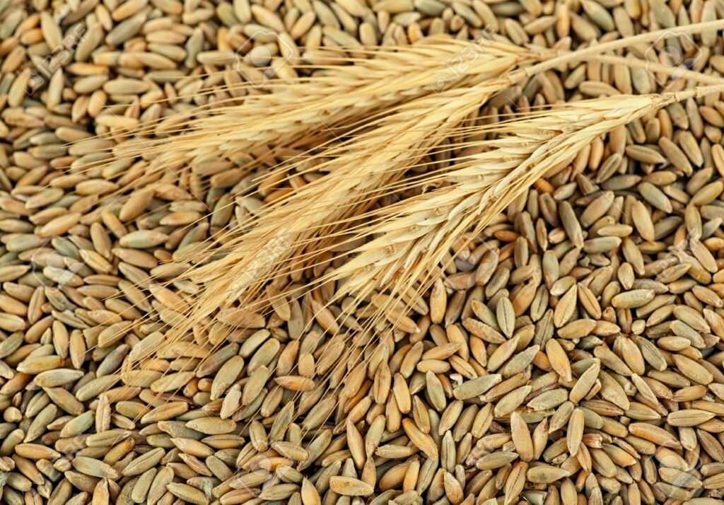 Organic Rye Grains in Bulk