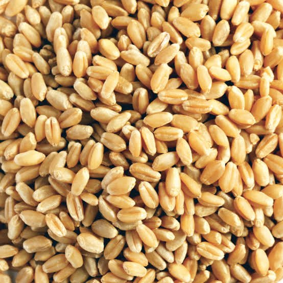 Wholesale Wheat Grain