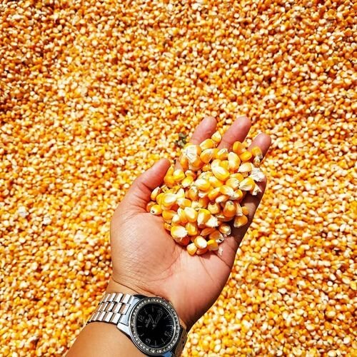 Yellow & White Corn Supplier