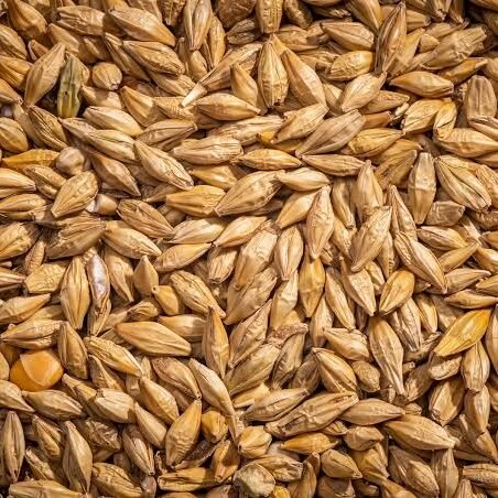 Barley Maubis Trading B.V.