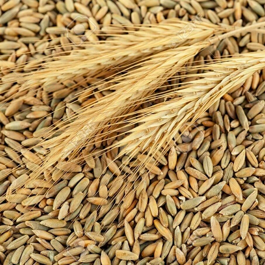 Organic Rye Grains in Bulk